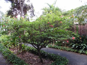 A Calliandra Heamatocephala ... obviously!        
